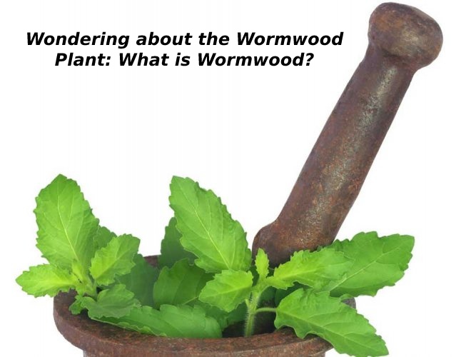 Wondering about the Wormwood Plant: What is Wormwood?