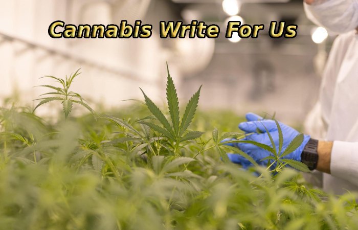 Cannabis Write For Us