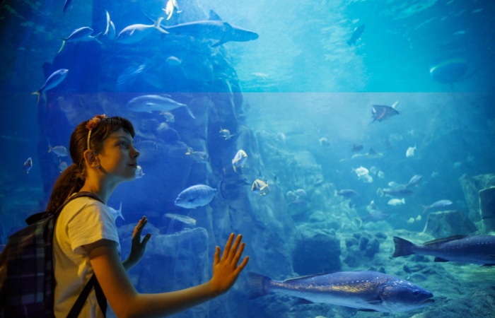 Visiting Melbourne Aquarium - Practical Information