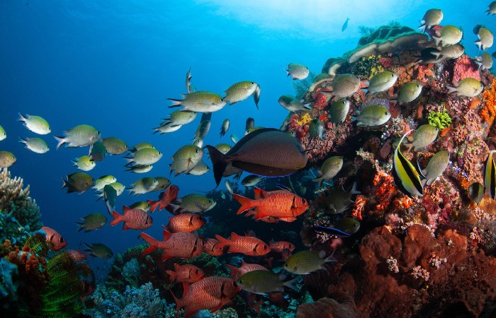 The Best Time to Visit SEA LIFE Melbourne